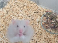 Hamster beyaz