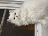 Erkek İran Persian 10 aylık