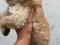 Çok güzel dişi erkek maltipoo yavrular