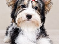 Yorkshire terrier teacup biewer