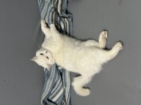 Scottish fold sütlaç yuva arıyoruz