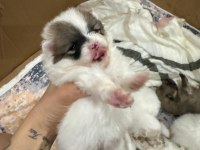 40 günlük bebek köpeklerimize yuva arıyoruz