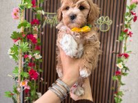 Maltipoo yavru