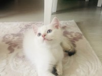 British shorthair yavrumuz sahiplendirilecek