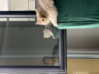 Chinchilla kedisi 3 aylık
