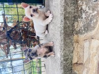 HER RENK FRENCH BULLDOG MEVCUTTUR