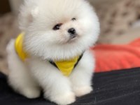 Show Kalite Ayı Surat Pomeranian Yavrular