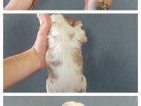 Burkemden dünyalar güzeli cavalier king charles yavruları