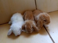 Hollanda Teddy Lop tavşan yavruları