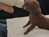 10 Güne Teslim Kore Anne Babadan Safkan KORE Poodle BEBEKLER
