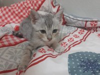Ücretiz kediler