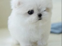 Kore Maltese Terrier 0 Boy Leo