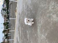 Balım Orijinal 1 Numara Maltese Terrier