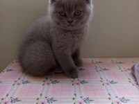 Orjinal Irk Top Kafa British Shorthair