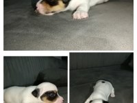Kısa bacak jack russell yavrular İzmir Kemalpaşa