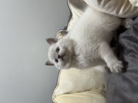British shorthair blue point koca kafa bebekler