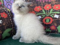 Blue point yavru british kedimiz
