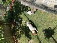 Jack russell yavru