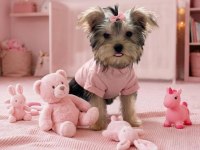 Teacup ev ortamından yavru köpekler