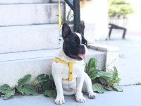 1.5 yaşında sağlıklı ve bakımlı dişi french bulldog