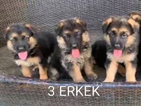 Orjinal Alman Çoban Köpeği Yavrusu