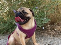 Pug köpeği dişi