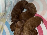 Dark renk kore teacup poodle bebekler REZERVE