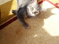 BRİTİSH SHORTHAİR ERKEK YAVRU