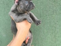 A+ KALİTE BLUE FRENCH BULLDOG YAVRULAR