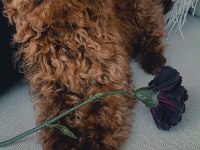 4 aylık red brown erkek toy poodle
