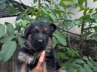 A kalite full şecereli yavru alman kurtlar