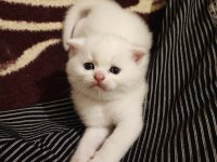 Scottish Fold Erkek