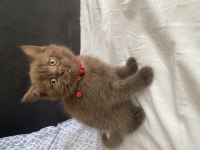 British shorthair çikolata point