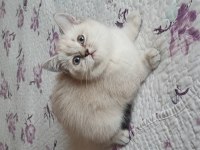 British Shorthair Silver