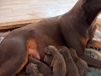 Asil ve Güçlü Doberman Yavrular Yeni Yuvasını Arıyor