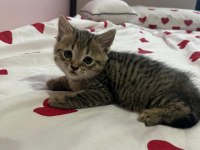 British shorthair