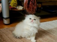 Muhteşem kan ve güzellikte british longhair yavrularımız