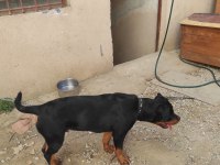 5 aylık erkek rottweiler