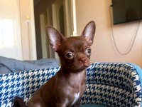 2,5 Aylık Dişi Teacup Chihuahua Yavrusu