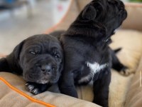 Hırslı Cane Corso Yavrular