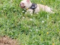 Beyaz kelebek french bulldog