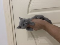 British Shorthair dişi erkek bebeklerimiz