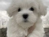 Shih tzu köpeği yavruları
