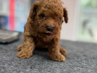Avuç içi kadar mutluluk toy poodle yavrularım