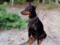 Sağlam doberman yavrular