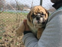 SİTENİN DEDİKODUSU BULLDOG PONÇİKLERİM