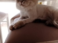 Ücretsiz scottish fold ona iyi bakabilecek sıcak yuva acil