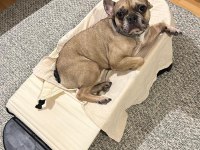 5 yaşında erkek french bulldog
