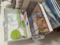 Kafesi ve herşeyi ile birlikte verilecek hamsterlar