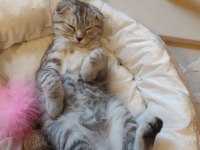 Minnoş Anne ve İki Tatlış Scottish Fold Yavru Yuva Arıyoruz